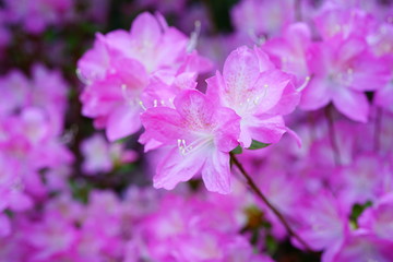 Fototapeta na wymiar Pink azalea flower bush in the spring garden