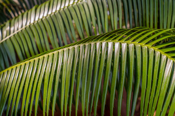 Green palm tree leaves 