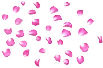 Blurred a pink rose corolla on white isolated background with softly style 