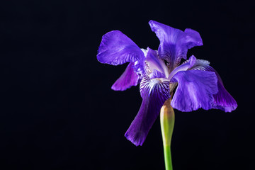 Blue iris flower head on a black background