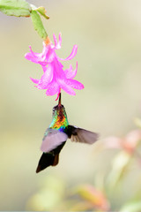Fiery throated hummingbird feeding from a flower