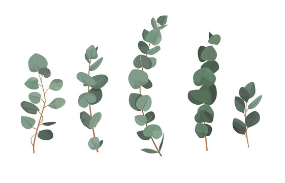 Set of eucalyptus branches isolated on white background.