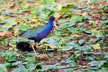 Purple Gallinule foraging