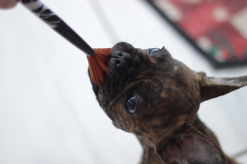 Bulldog Francês Maggie 