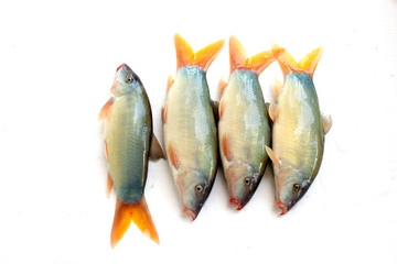 Blue Botia isolated on white background ,Freshwater fish