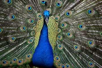 Obraz premium Vibrant color peacock in the wild showing off feathers background