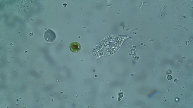 microscopic green algae and vorticella in a pond's drop observed at microscope