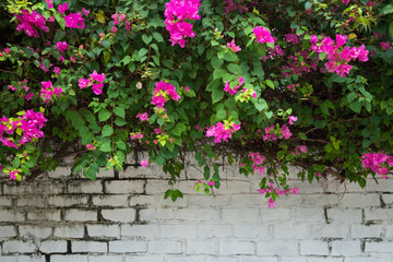 Fototapeta na wymiar Bougainvillea blossom full of a white wall