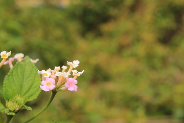 Pink lantana camara flowers. Other common names of L. camara, big-sage,Ghaneri, wild-sage, red-sage, white-sage, tickberry, West Indian lantana and umbelanterna.