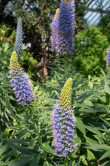 Berlin Botanical Garden