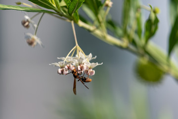 balloon cotton bush flower and Paper wasp