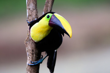 close up of a black mandibled toucan