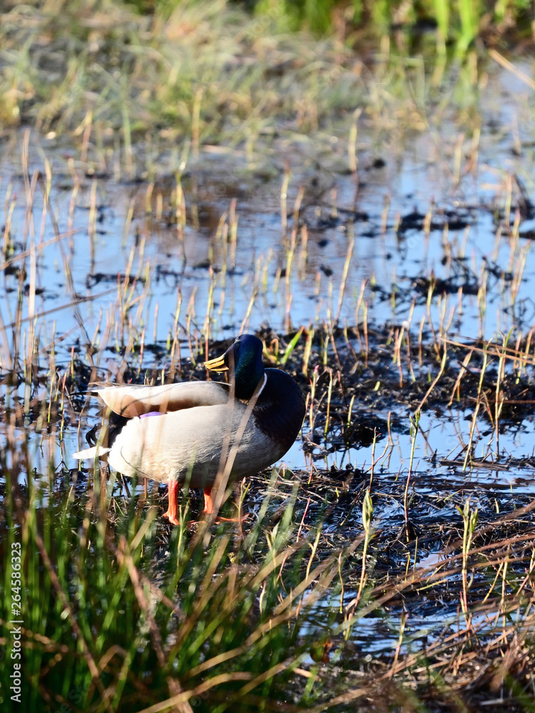 Canvas Prints duck cleans feathers.