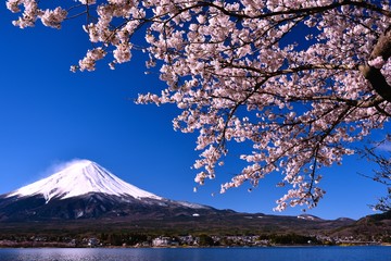 富士山と河口湖の桜