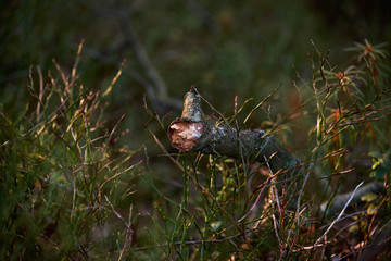 An old broken branch of a tree.