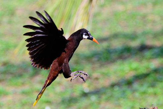 Montezuma Oropendola Coming Into Land