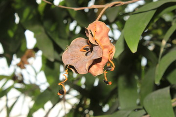  Acacia auriculiformis fruit and seeds,commonly known as auri, earleaf acacia, earpod wattle, northern black wattle, Papuan wattle, and tan wattle, akashmoni.