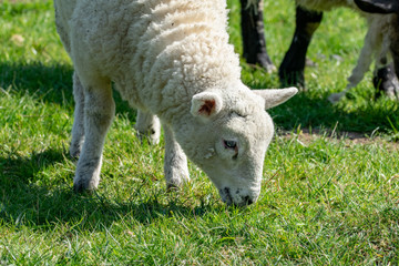 Naklejka na ściany i meble Lamb grazing in grass meadow in spring