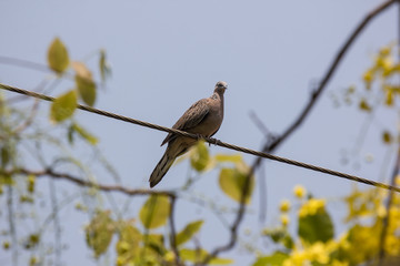 Brown Pigeon and yellow flower for background