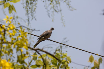 Brown Pigeon and yellow flower for background