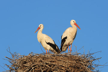 White Storks (Ciconia ciconia) on nest, Germany, Europe