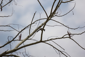 Fototapeta na wymiar One bird sitting on the tree
