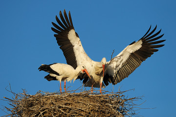Flying white stork with nesting material, Germany