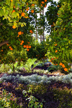 Orangengarten