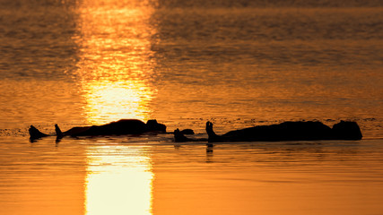 Two people lie and relax in the salt lagoon of Torrevieja at sunset and enjoy the silence.
