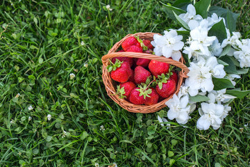 A small basket with fresh strawberries on the grass. View from above. Mine space. Organic red berries in a basket