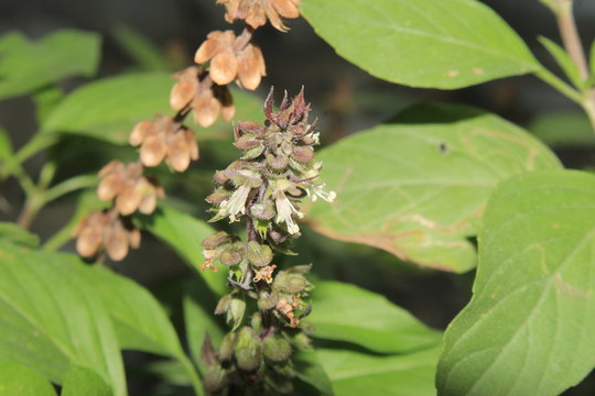 African Blue Basil (Ocimum kilimandscharicum, basilicum 'Dark Opal') Camphor Basil – Kapoor Tulsi Flowers and buds blooming.is one of a few types of basil that are perennial. It is a sterile hybrid.