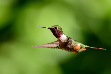 Magenta throated woodstar in flight