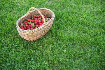 Fototapeta na wymiar A large basket of a strawberry on a green grass background, summer berries harvest