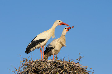 White storks (Ciconia ciconia) on nest, Germany, Europe