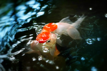 Top view of Red-headed Oranda Goldfish in nature pool, Cute golgfishes in aquarium tank. Selective focus and free space for text. Cute animals for background concept.