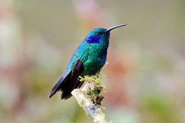 Violetear hummingbird on a branch © jtplatt