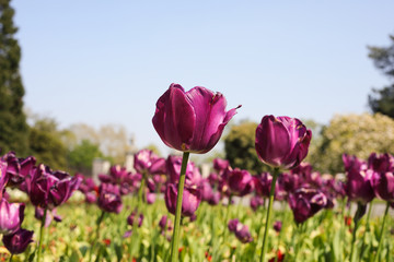 Bright Sunny Day in April with Tulips Field in Magnificent Magenta Color. Concept: Springtime.