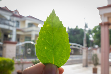 A hand holding up a leaf with visible leaf vein in a garden.