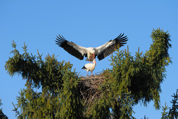 White storks (Ciconia ciconia) on nest, Germany, Europe