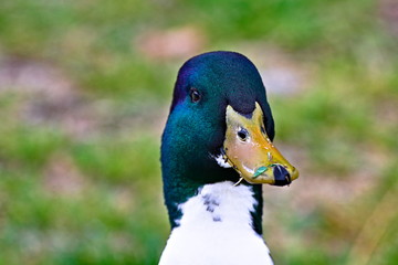 Isolated green and blue duck head in a garden, side view, yellow beak dirty with grass after eating