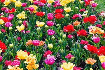 group of flowers, multi colored tulips in full bloom in a botanical garden in spring