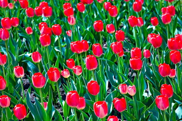 Fototapeta premium group of flowers, pink and red tulips in full bloom in a botanical garden in spring