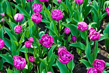 Meadow full of purple tulips also called black tulips