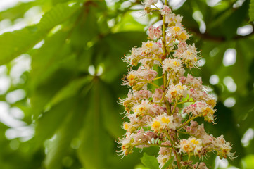 The bee flying toward the flower