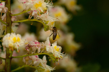 The bee sucks juice from the flower