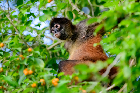 Close up of a spider monkey