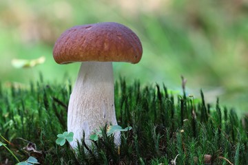 Borowik boletus las forest edulis © bobleccinum