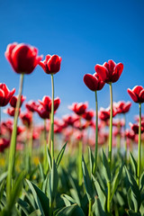 Fototapeta premium Red tulips against the blue sky.