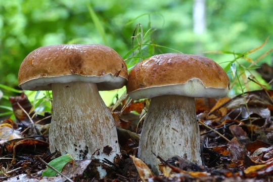 Borowik boletus edulis las natura 