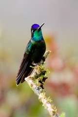 Magnificent hummingbird perched